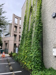 「緑のカーテンを町ぐるみで広げよう！！」会員募集　