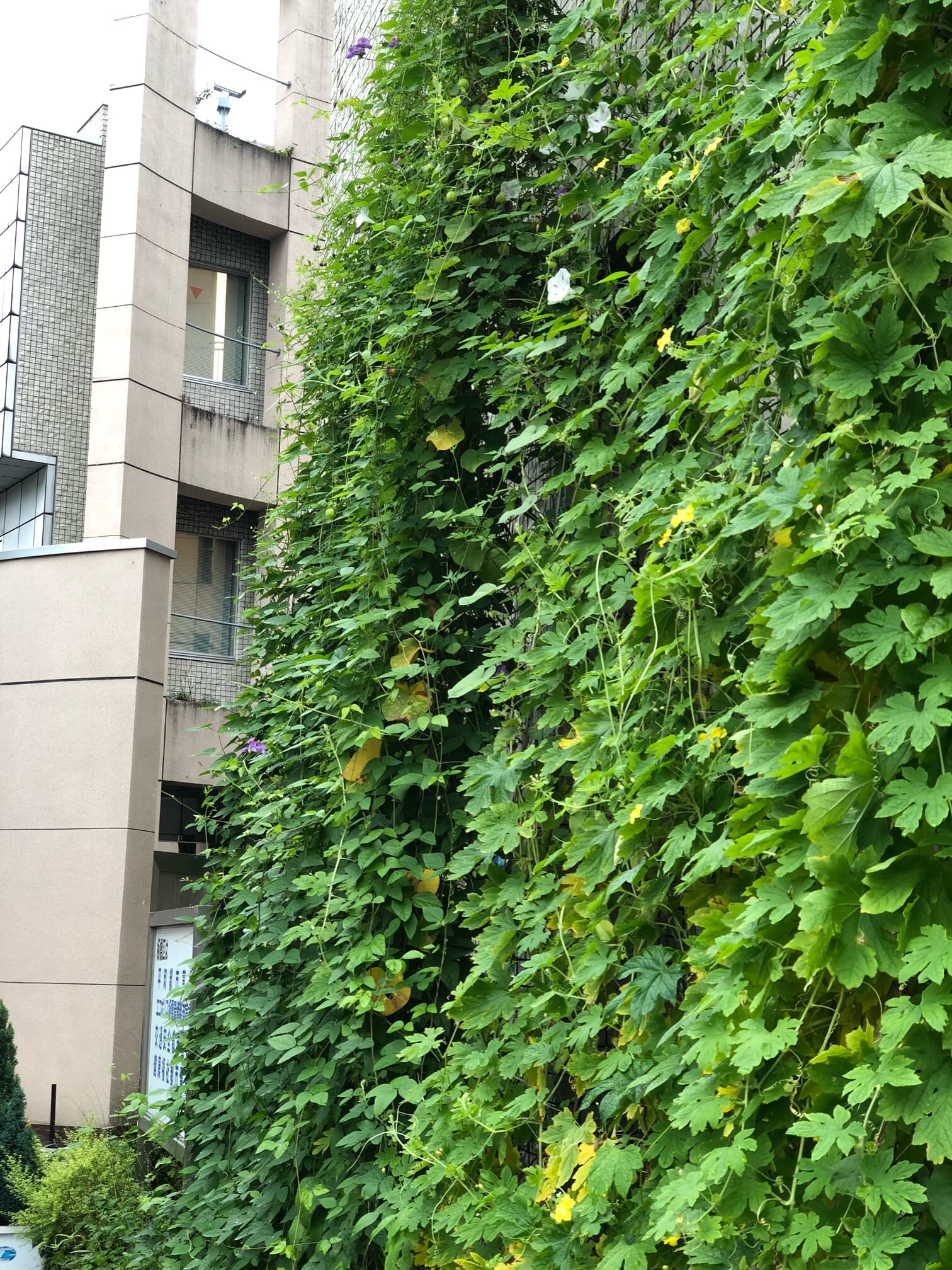 緑のカーテン ゴーヤー お役立ち情報 板橋区立エコポリスセンター 緑のカーテン ゴーヤー お役立ち情報 板橋区立エコポリスセンター