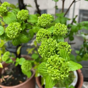 エコポリスセンターを彩る植物紹介