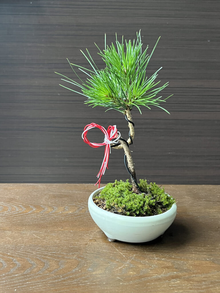 【申込終了】環境講座「お正月に飾る黒松のミニ盆栽」
