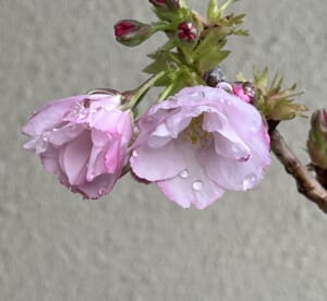 「春を感じる旭山桜のミニ盆栽」のその後…