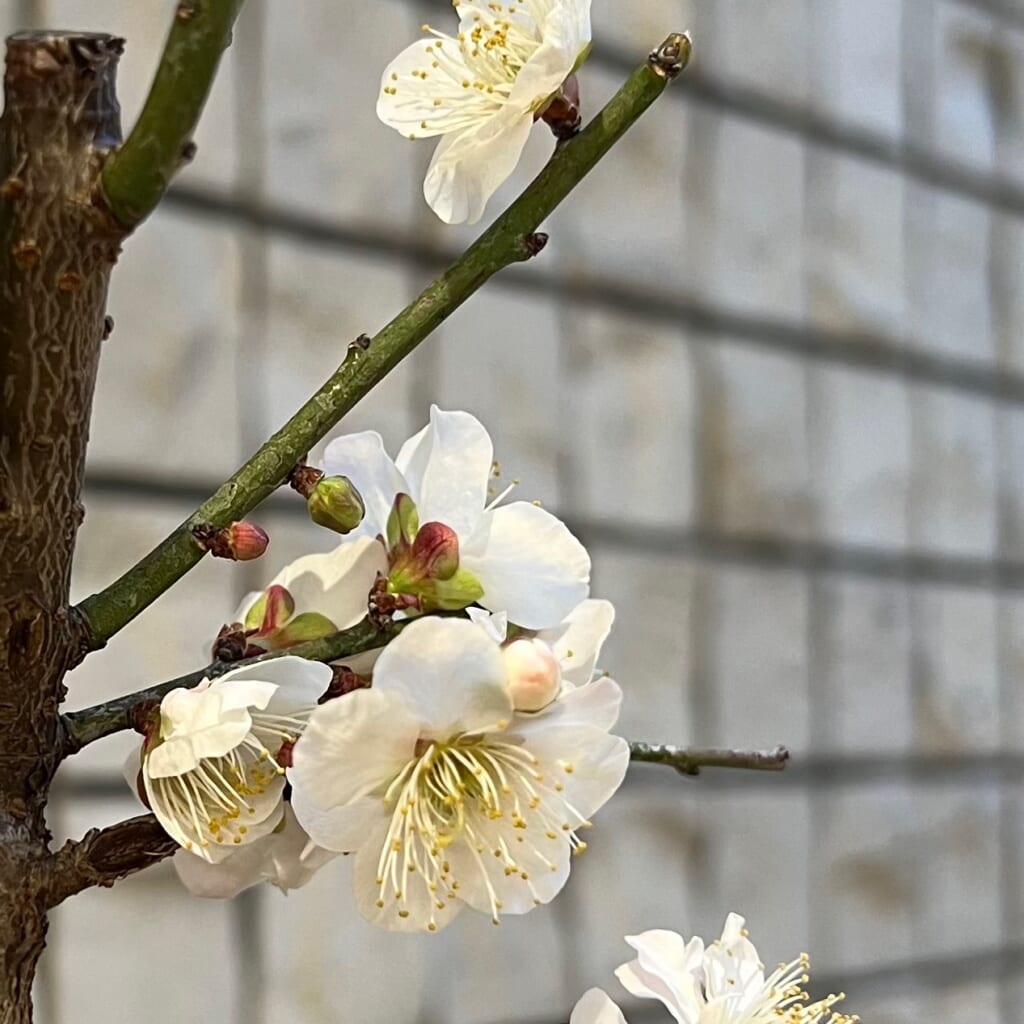 エコポリスセンターを彩る植物紹介🌸2024