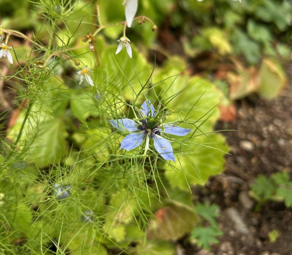 エコポリスセンターを彩る植物紹介🥀2025