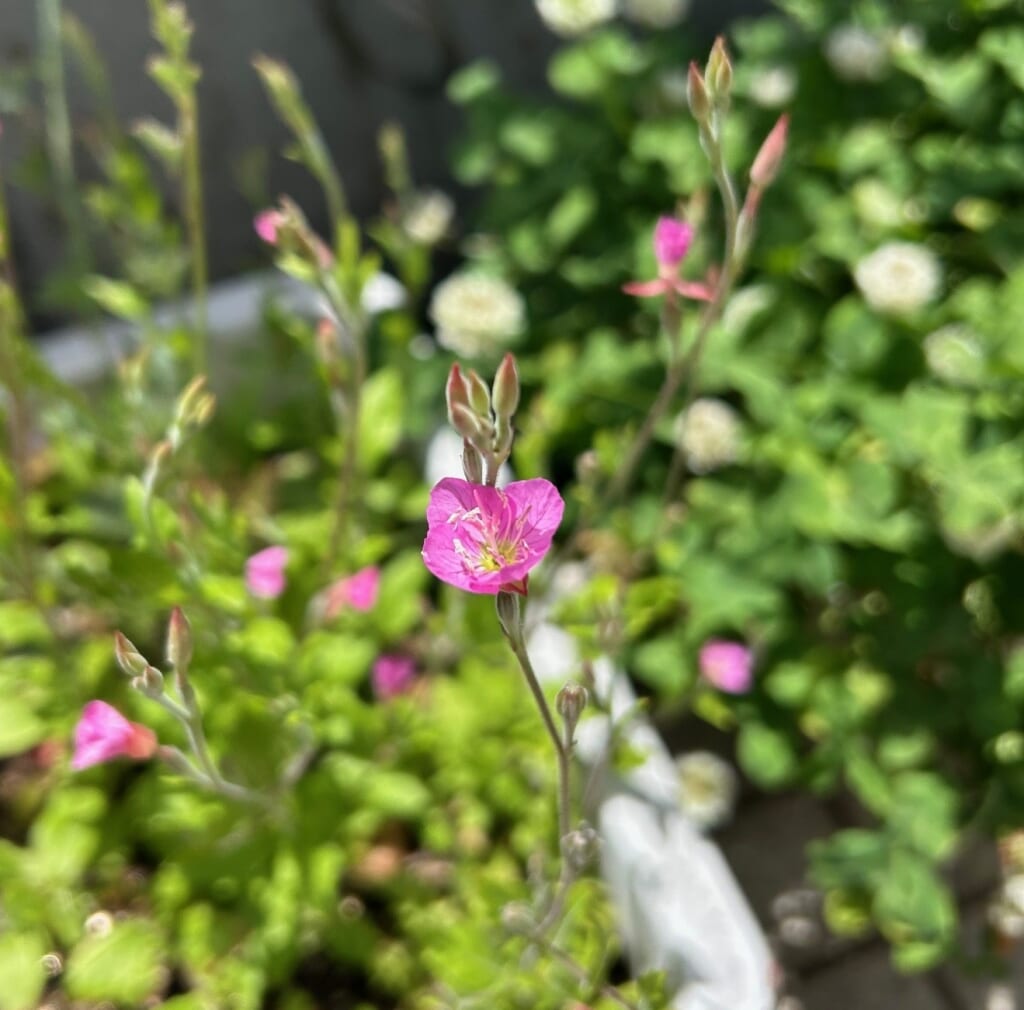 エコポリスセンターを彩る植物紹介🥀2025