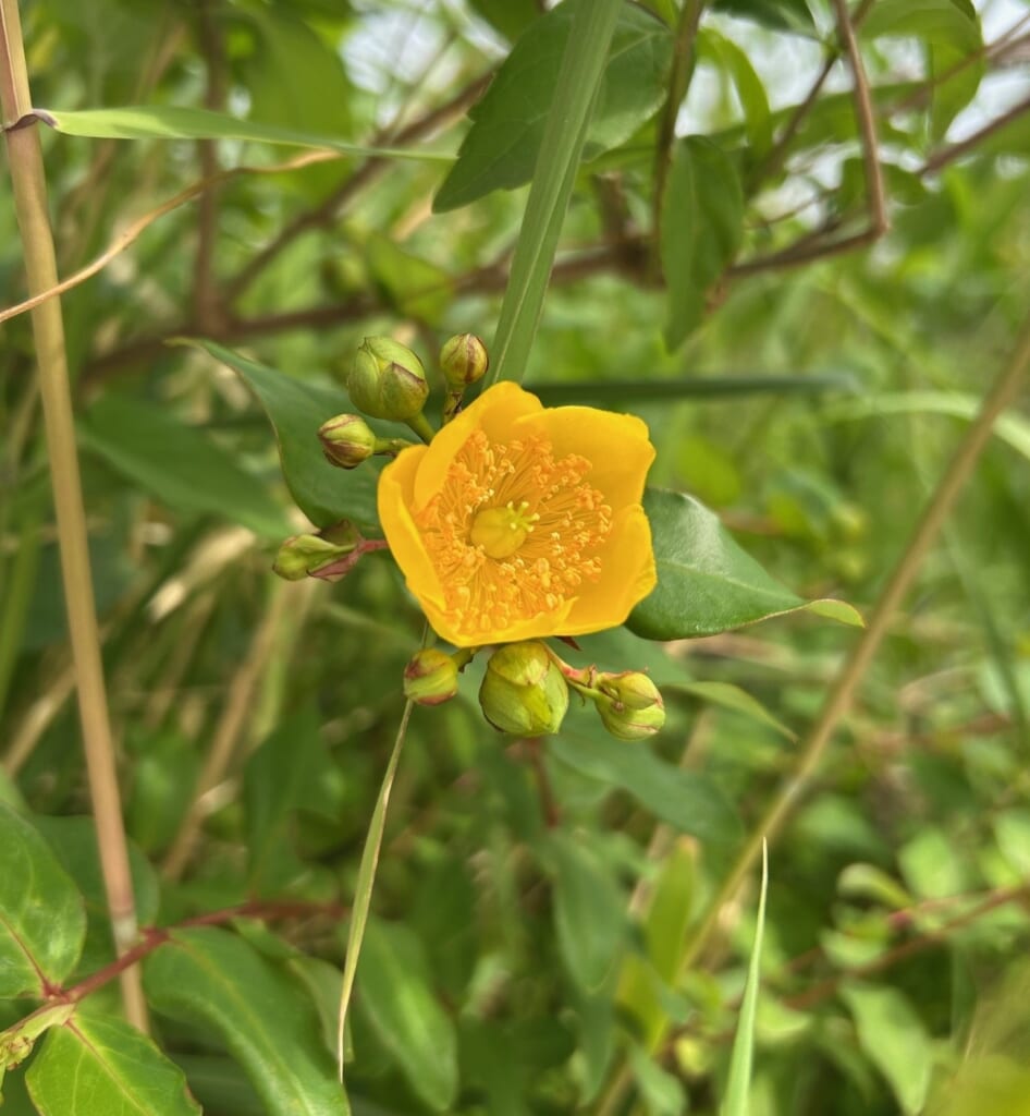 エコポリスセンターを彩る植物紹介🥀2025
