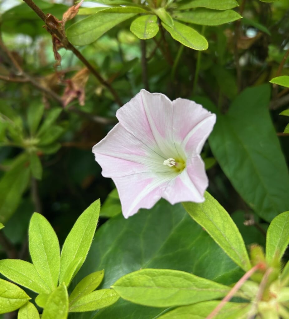エコポリスセンターを彩る植物紹介🥀2025