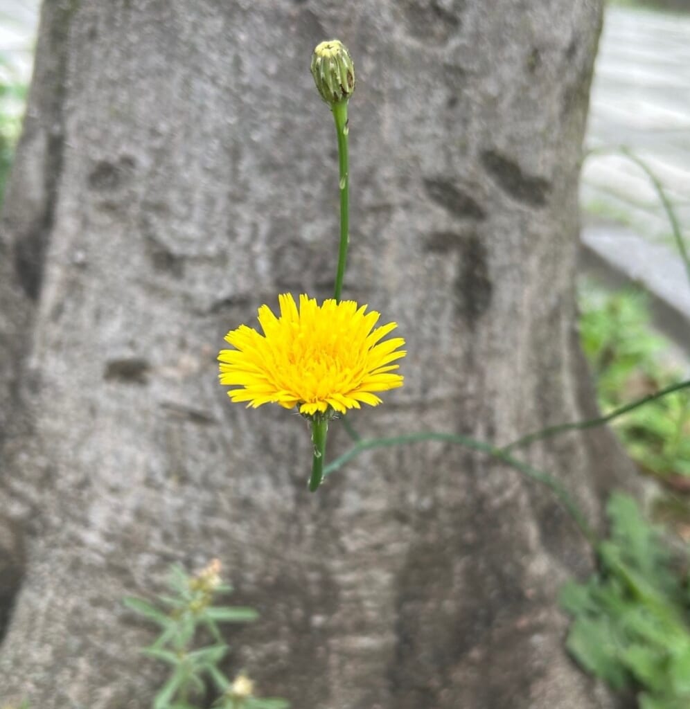 エコポリスセンターを彩る植物紹介🥀2025