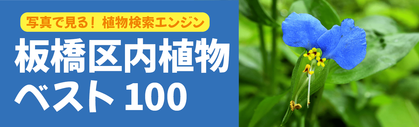 板橋区内植物ベスト100