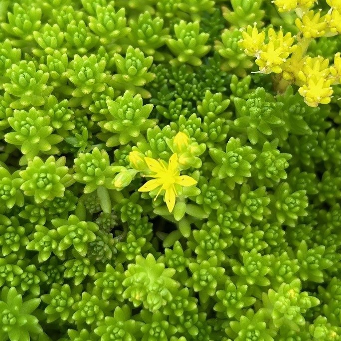 エコポリスセンターを彩る植物紹介🥀2025