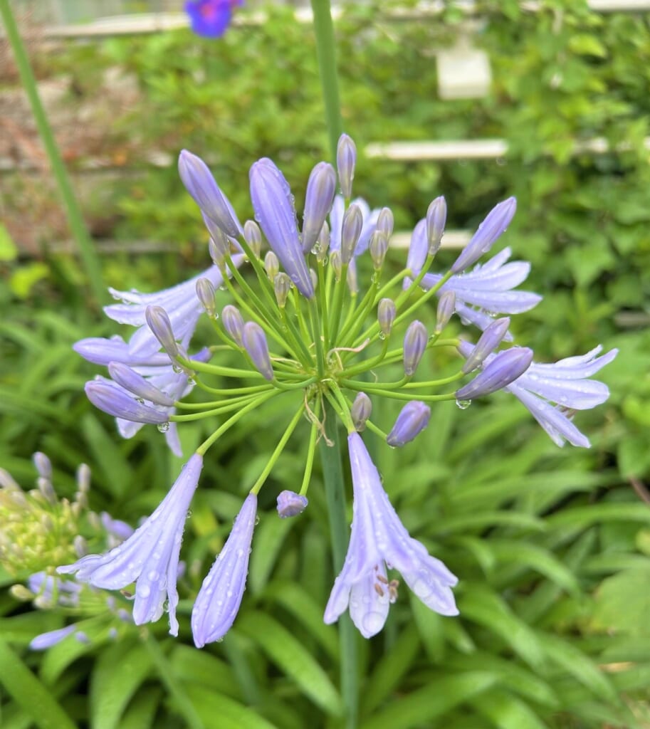 エコポリスセンターを彩る植物紹介🥀2025