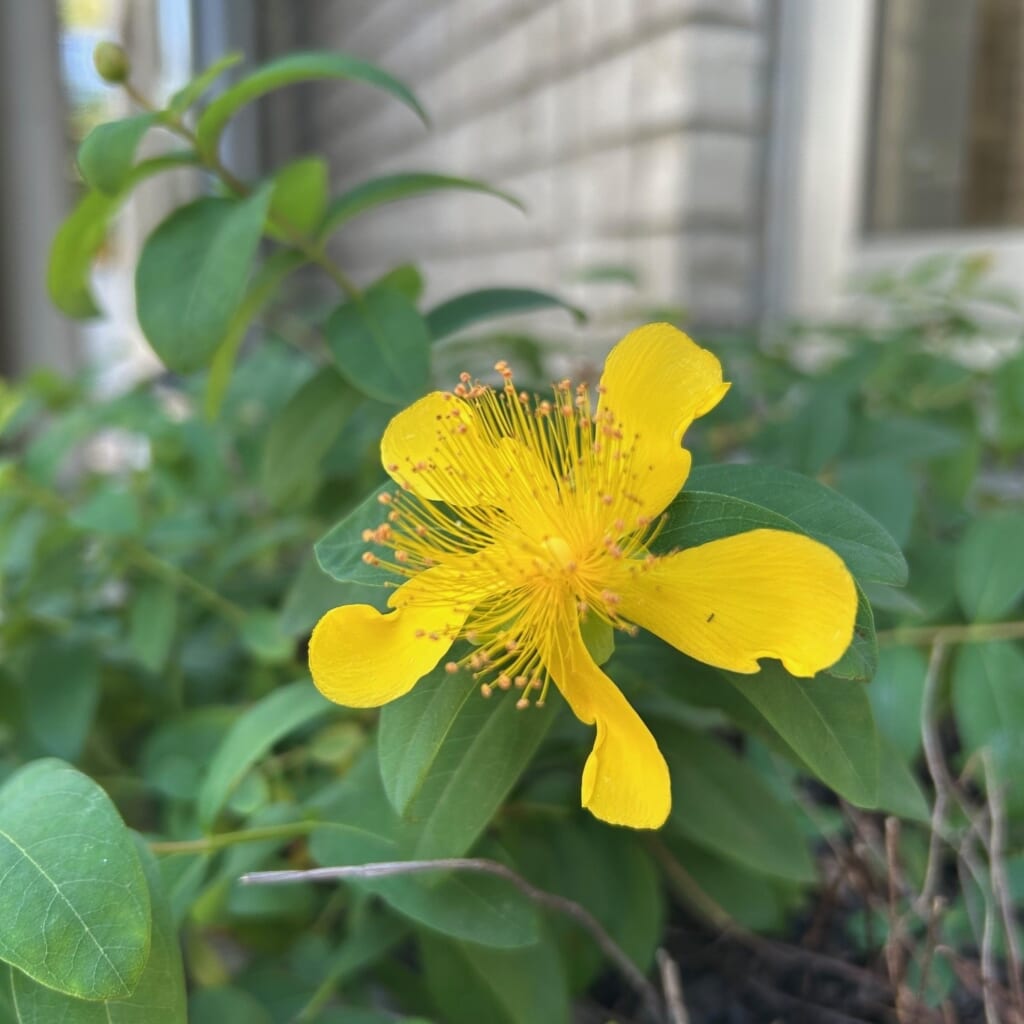 エコポリスセンターを彩る植物紹介🥀2025