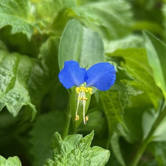 エコポリスセンターを彩る植物紹介🥀2025