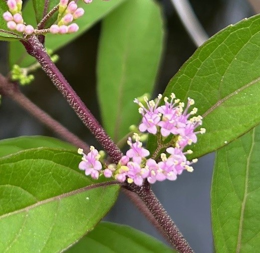 エコポリスセンターを彩る植物紹介🥀2025