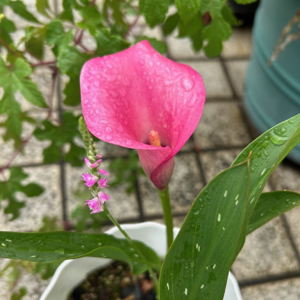 エコポリスセンターを彩る植物紹介🥀2025
