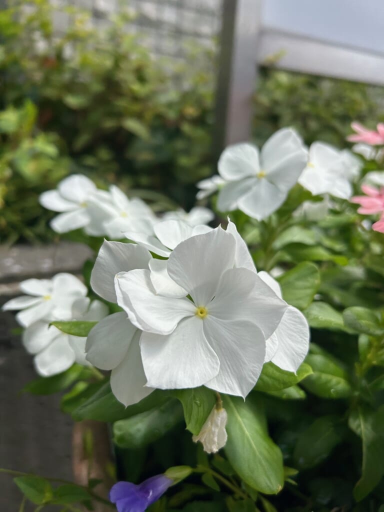 エコポリスセンターを彩る植物紹介🥀2025