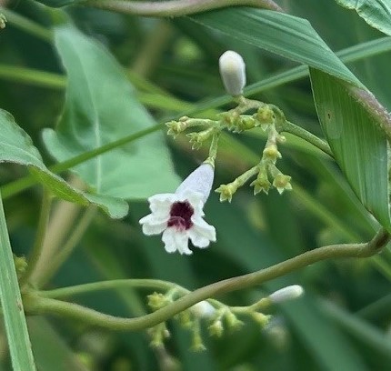 エコポリスセンターを彩る植物紹介🥀2025