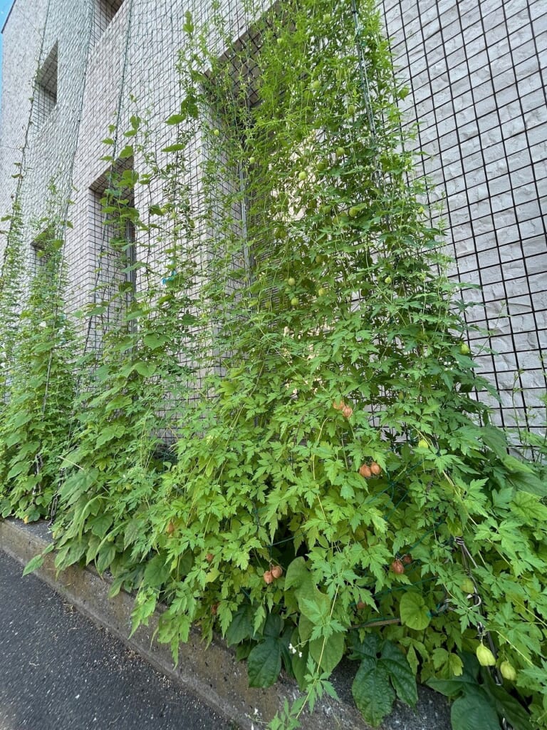 「エコガーデン」緑のカーテン生長記録　2025