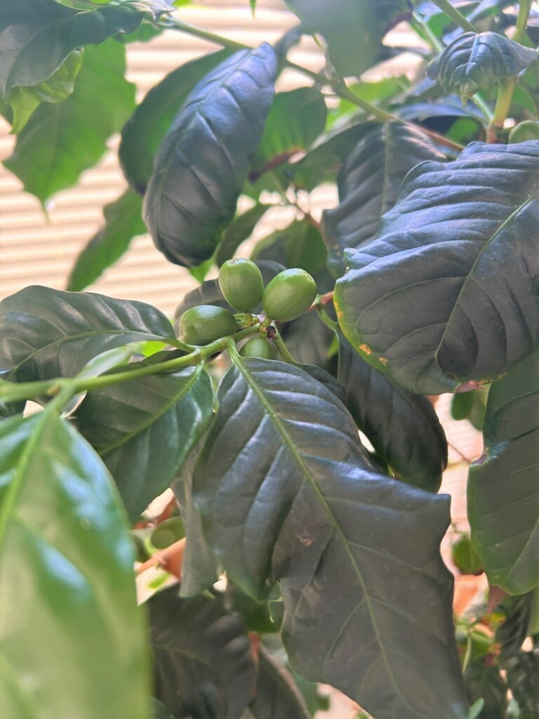 エコポリスセンターを彩る植物紹介🥀2025