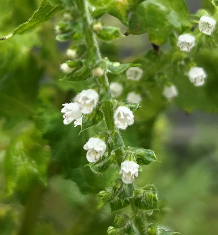 エコポリスセンターを彩る植物紹介🥀2025