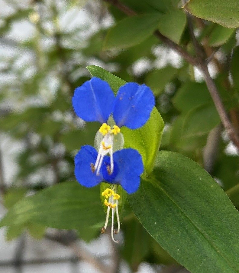 エコポリスセンターを彩る植物紹介🥀2025