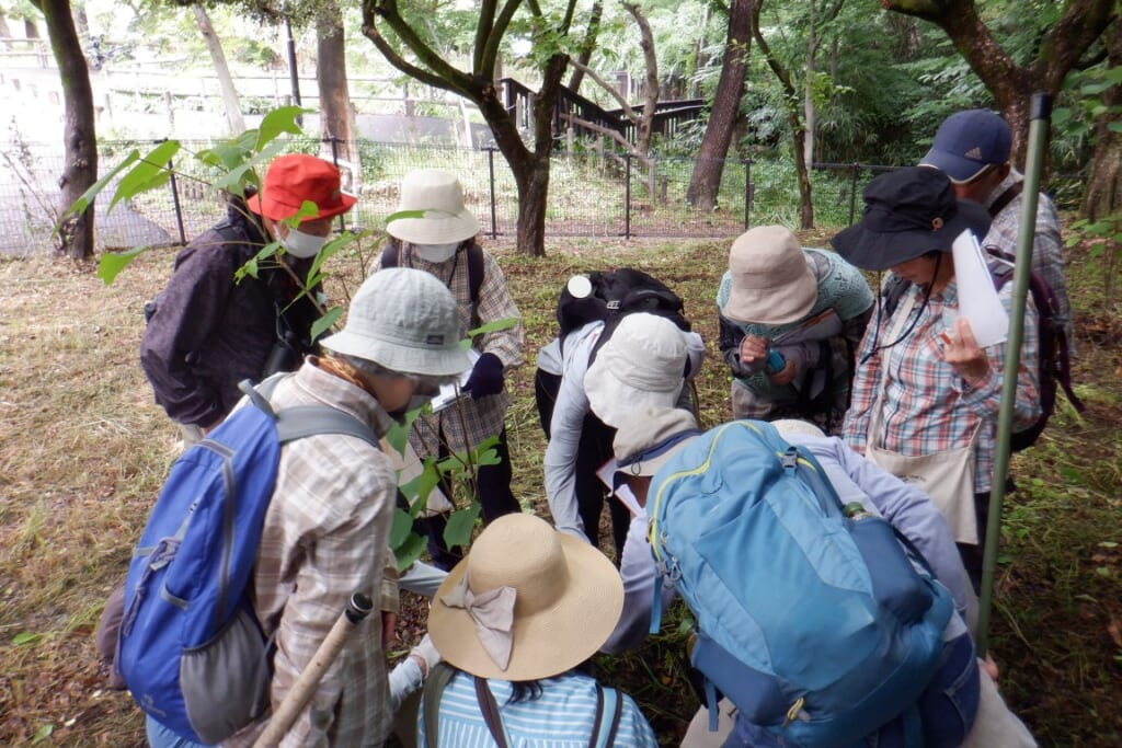 かんきょう観察　秋の蝶観察会は実施します！