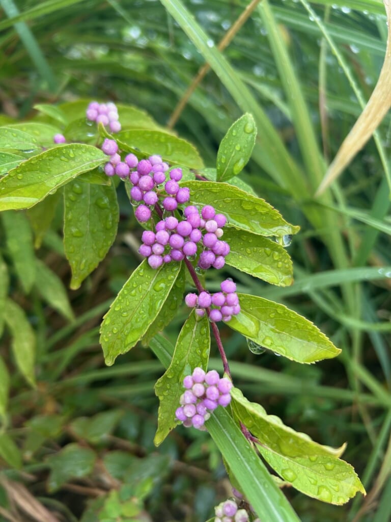 エコポリスセンターを彩る植物紹介🥀2025