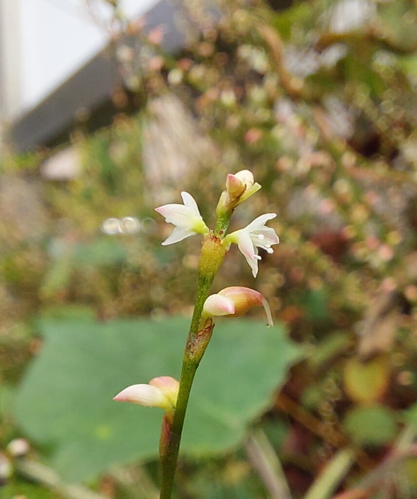 エコポリスセンターを彩る植物紹介🥀2025