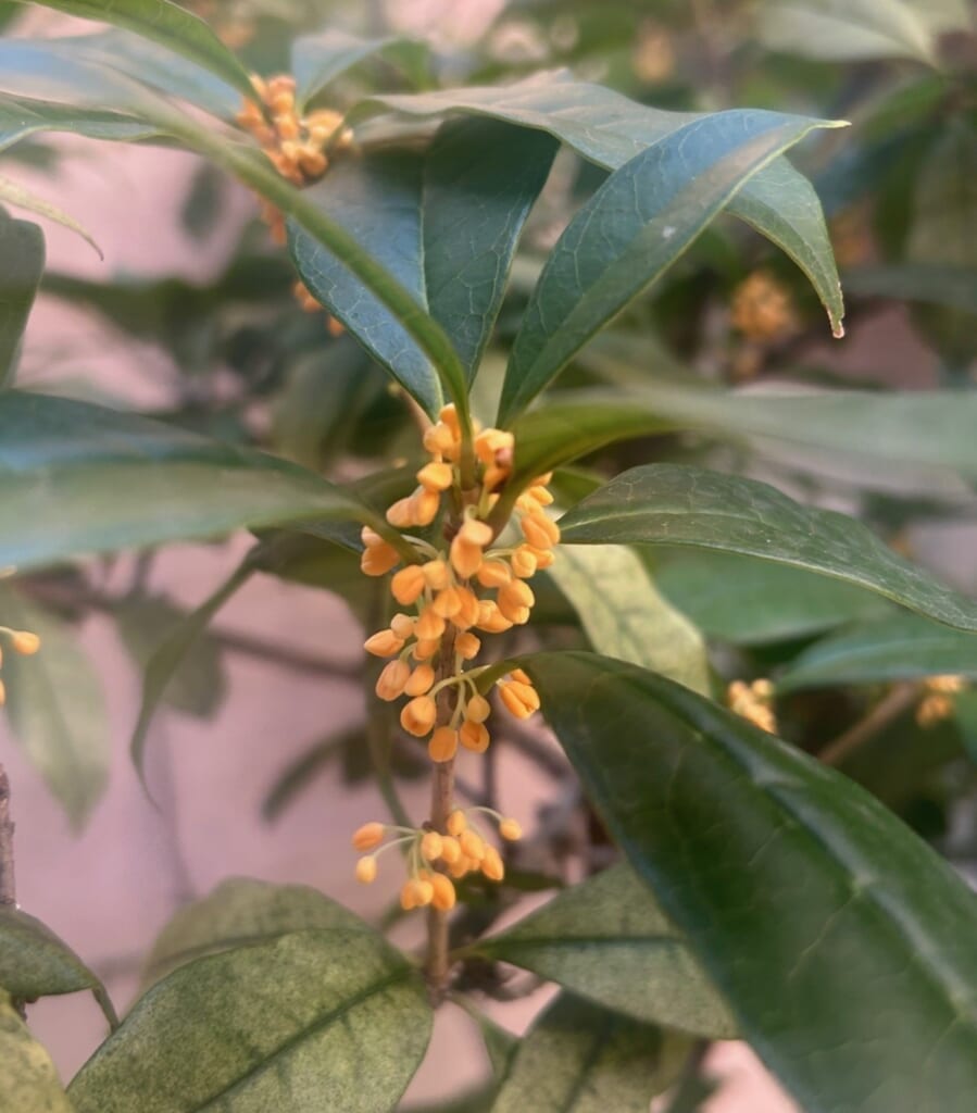 エコポリスセンターを彩る植物紹介🥀2025