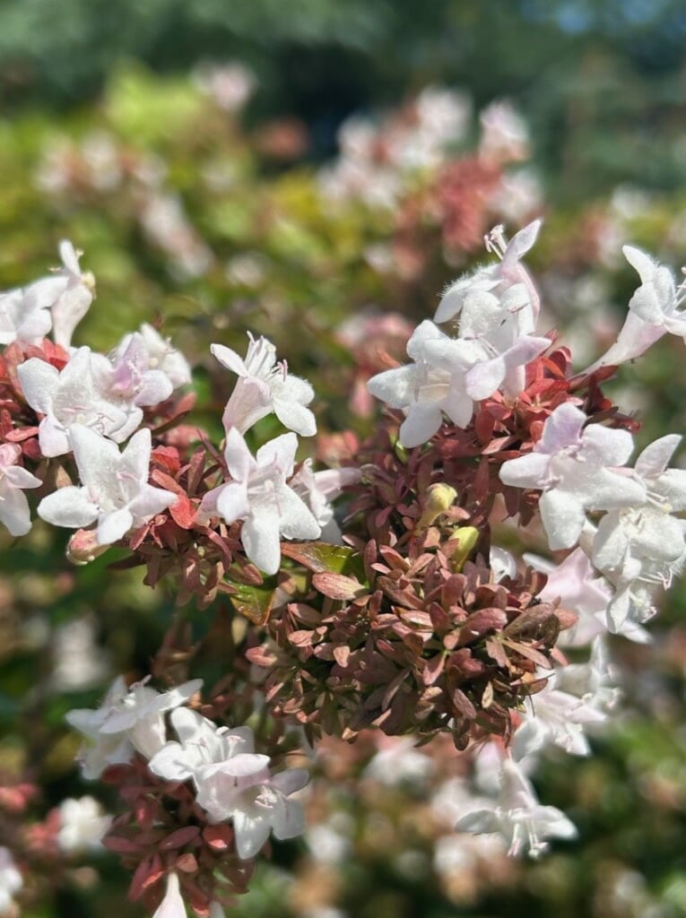 エコポリスセンターを彩る植物紹介🥀2025