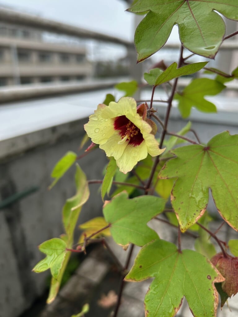 和綿の成長記録 2025<br>～コットンプロジェクト協力