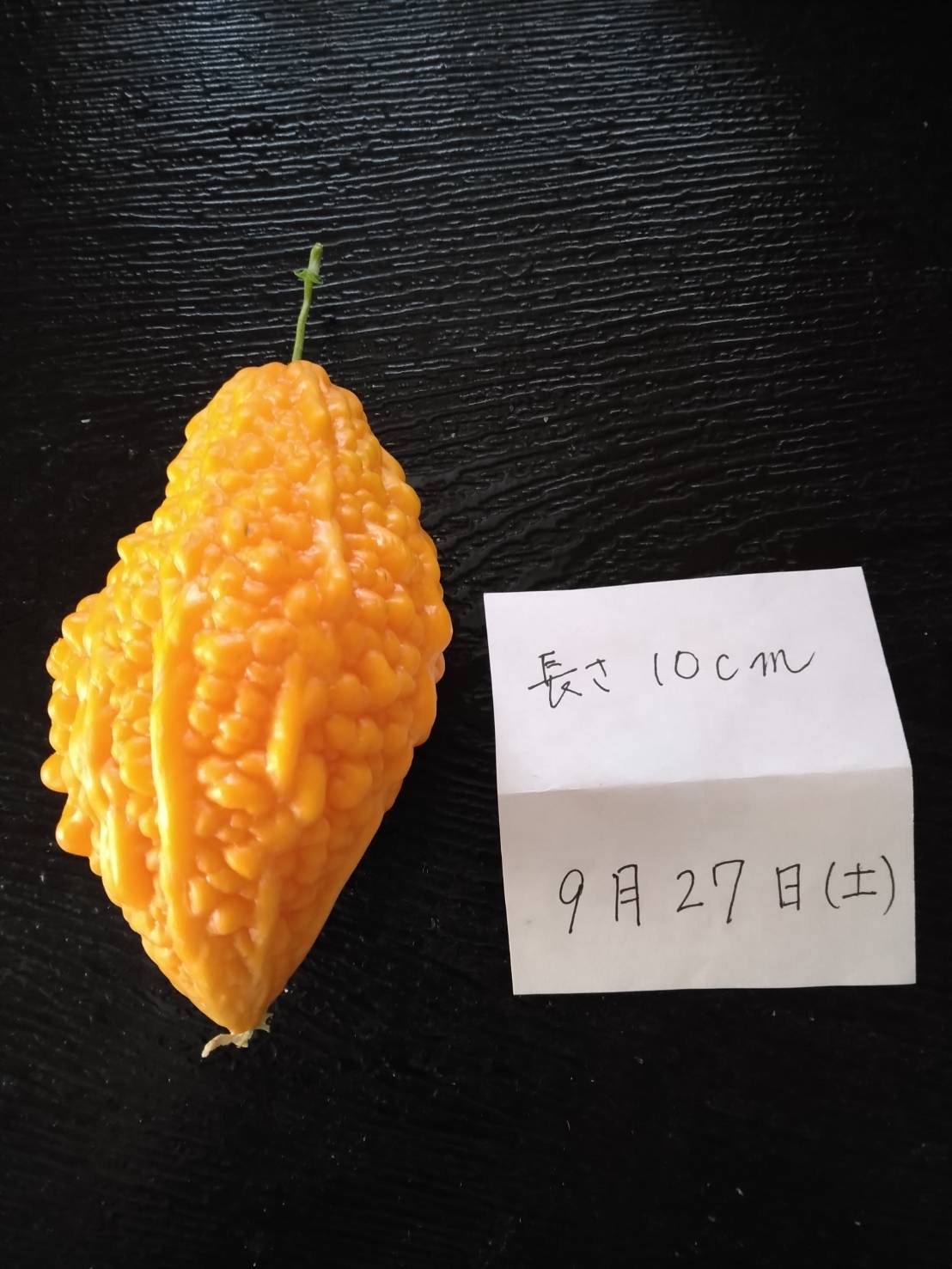 緑のカーテン育成講習会inエコポリスセンター　参加者の育成記録