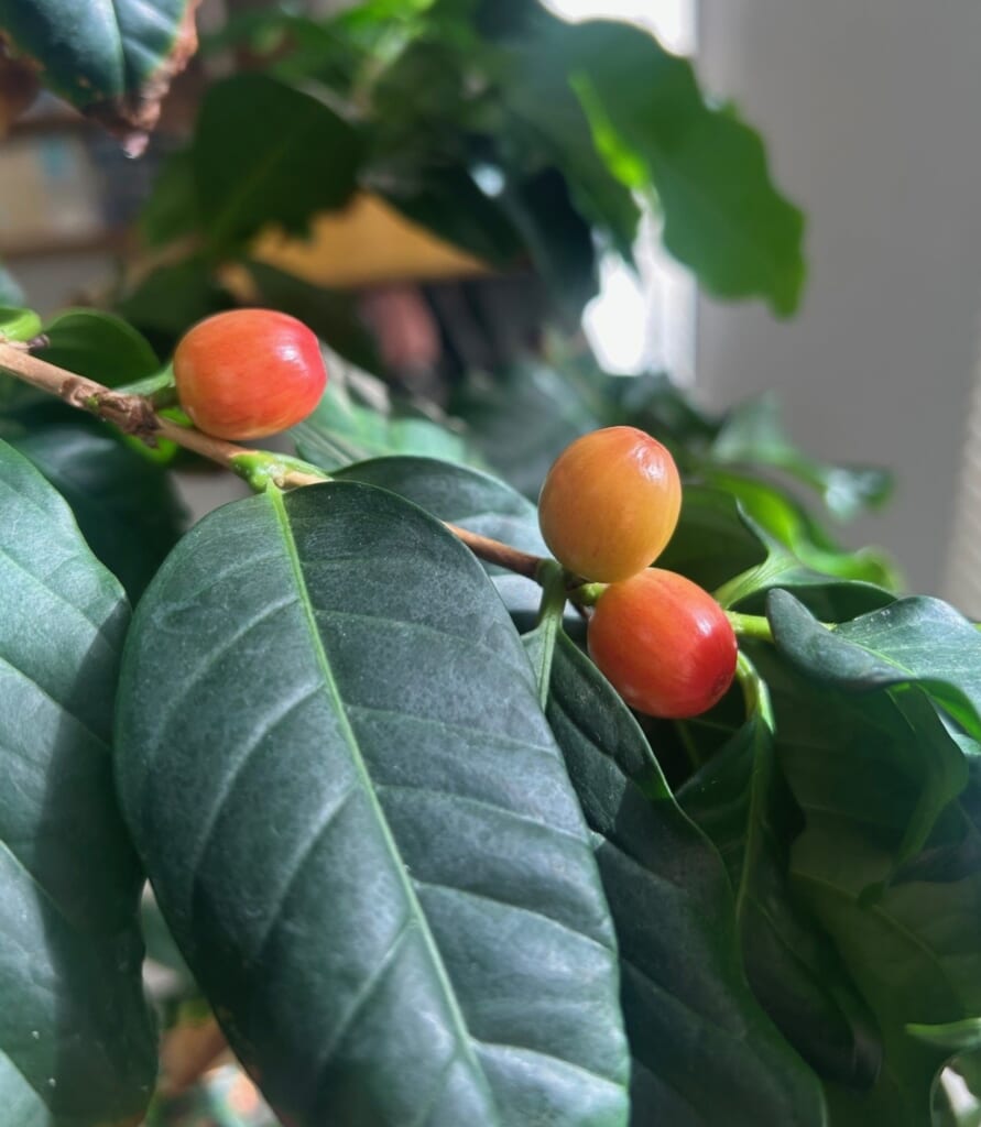 エコポリスセンターを彩る植物紹介🥀2025