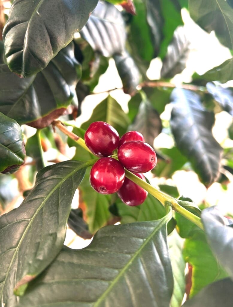 エコポリスセンターを彩る植物紹介🥀2025