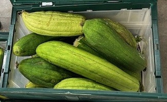 緑のカーテンのヘチマ配布のお知らせ