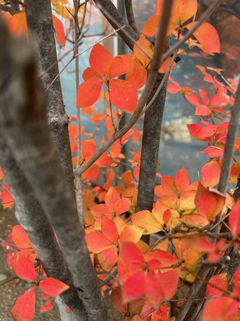 エコポリスセンターを彩る植物紹介🥀2025