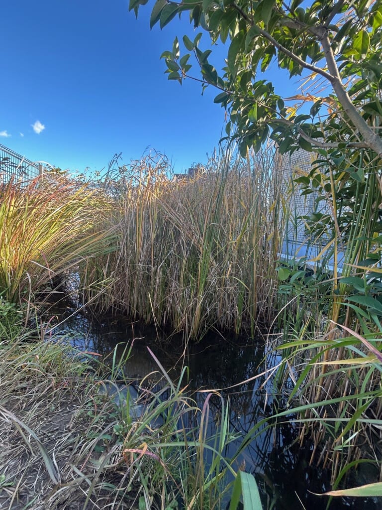 ビオトープの四季🐞2025