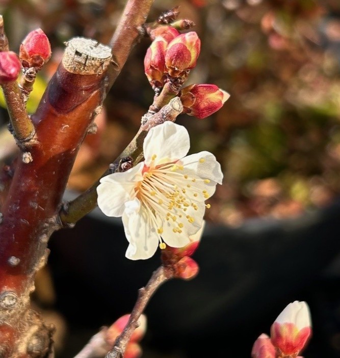 エコポリスセンターを彩る植物紹介🥀2025