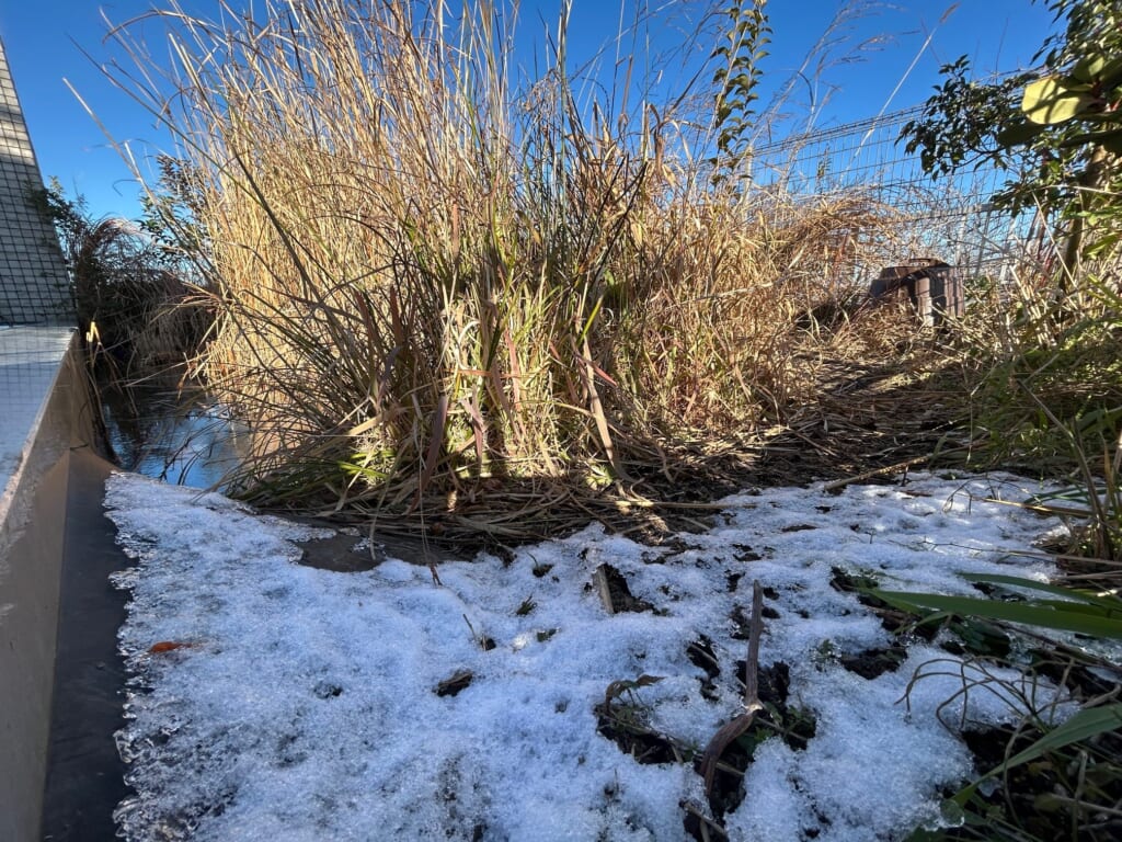 ビオトープの四季🐞2025