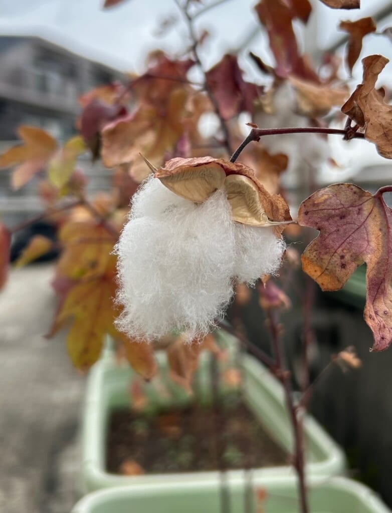 和綿の成長記録 2025<br>～コットンプロジェクト協力