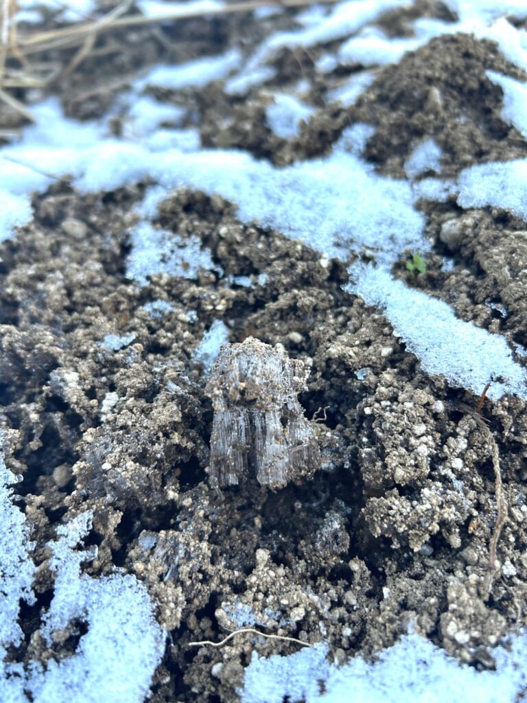 エコポリスセンターを彩る植物紹介🥀2025