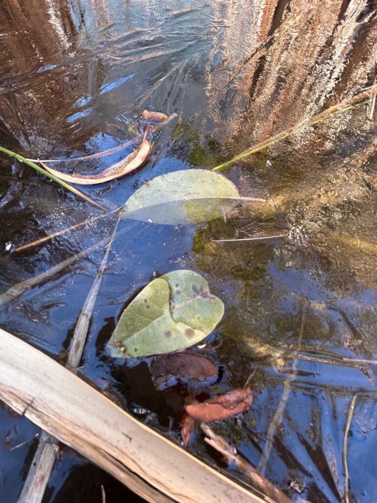 ビオトープの四季🐞2025