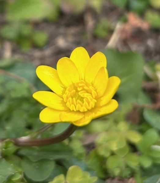 エコポリスセンターを彩る植物紹介🥀2025