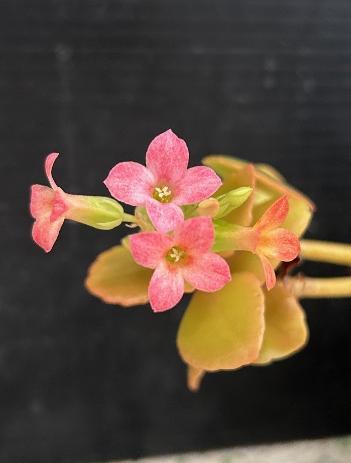 エコポリスセンターを彩る植物紹介🥀2025