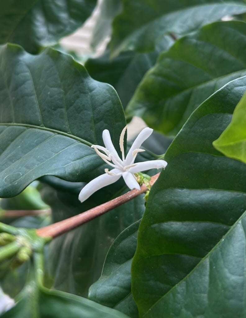 エコポリスセンターを彩る植物紹介🥀2025