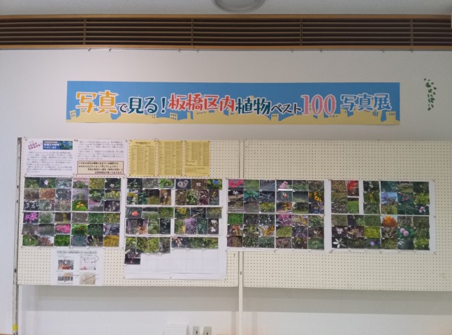 「写真で見る！板橋区内植物ベスト100」写真展