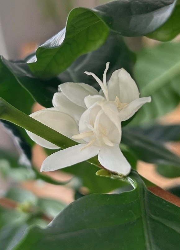 エコポリスセンターを彩る植物紹介🥀2025