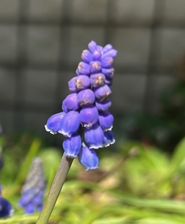 エコポリスセンターを彩る植物紹介🥀2025