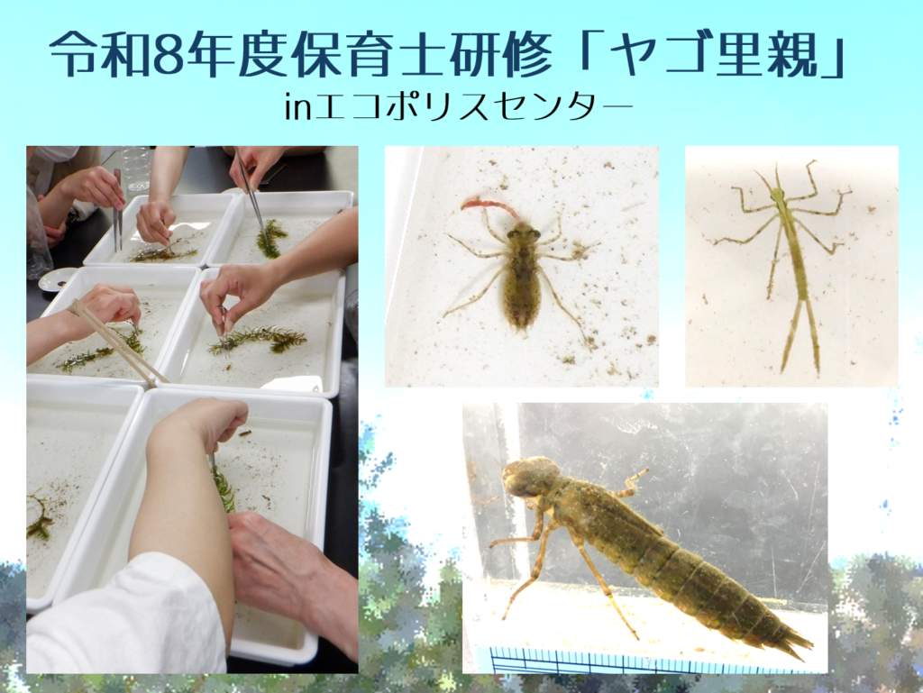 ※準備中【板橋区内保育園保育士向け】令和8年度保育士研修「ヤゴ里親」inエコポリスセンター