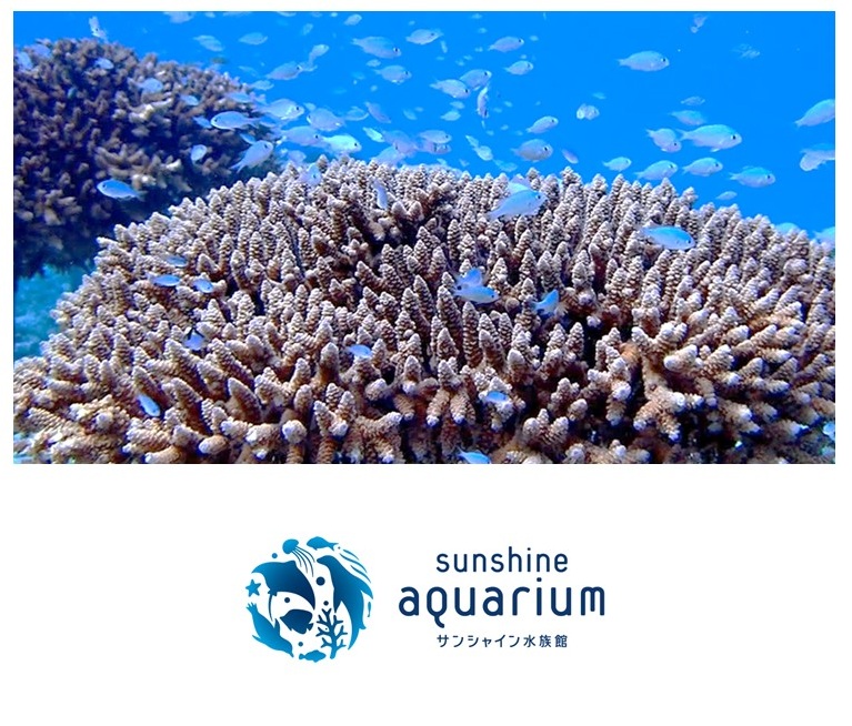 夏休み特別講座「サンシャイン水族館・サンゴ教室～サンゴを守るために何ができるかな？～」