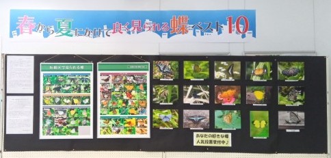 板橋の蝶写真展「板橋区で春から夏に見られる蝶ベスト10」開催中　2026年5月20日～6月28日まで
